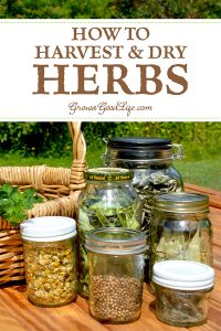 How to Harvest and Dry Herbs for Storage