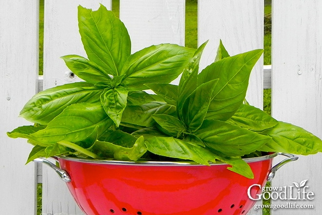 Harvest leafy, annual herbs like basil and marjoram by pinching off leaves from the tips of the stems right above a pair of leaves. The plant will sprout two branches above the leaves and continue to grow.