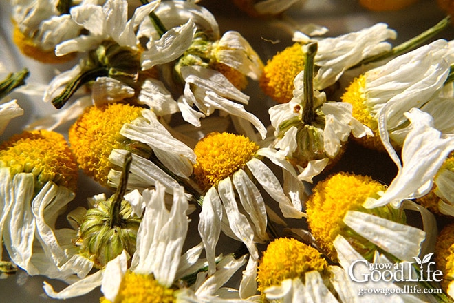 Once the herbs are completely dry and brittle, remove the leaves from the stems and store loosely in clean glass jars or containers with airtight lids. To retain the herbs’ flavor and potency, don’t crush or crumble them until just before using.