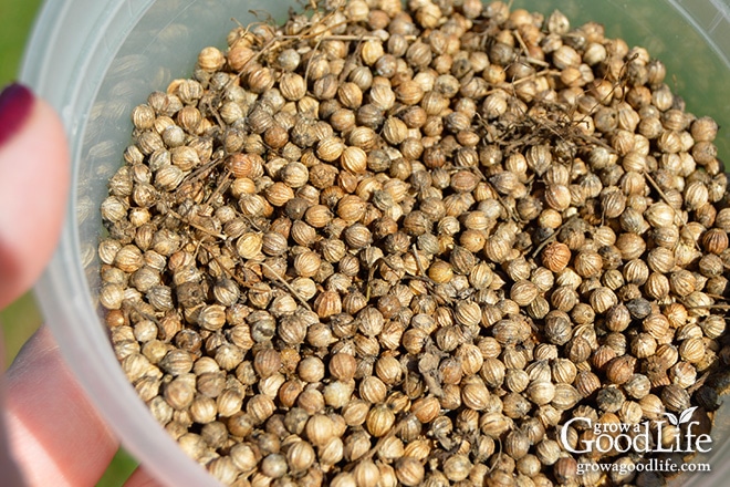 Coriander seeds in a container.
