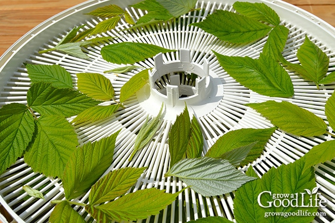 A dehydrator works by circulating a gentle flow of air through screens.