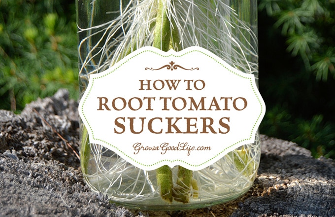 Did you know you could root tomato suckers for a second crop of fresh and healthy plants? Cloning tomato plants from suckers is quicker than starting a new crop from seed.