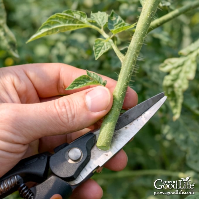 Pruning shears cutting a tomato sucker from a tomato plant.