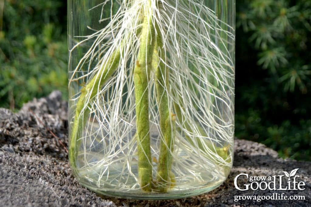 Tomato cuttings with long white roots growing in a jar of water.