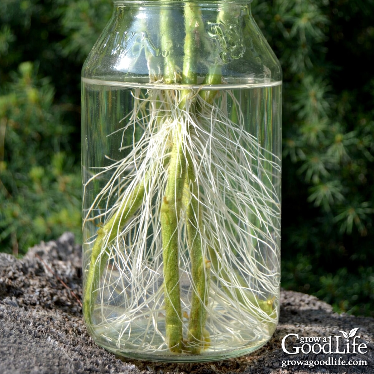 Tomato suckers rooting in a jar of water with long white roots visible along the stems.
