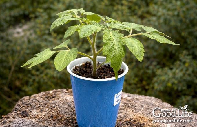 Rooted tomato cutting transplanted into a container and hardening off outdoors.