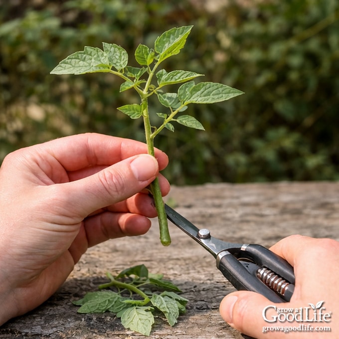 Removing lower leaves from a tomato cutting before placing it in water.