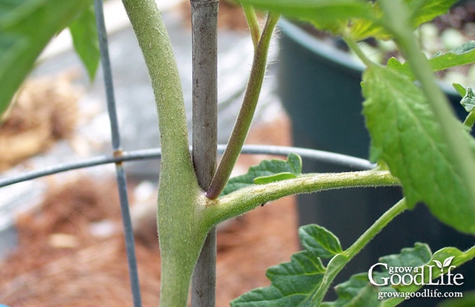 Close up of a tomato sucker.