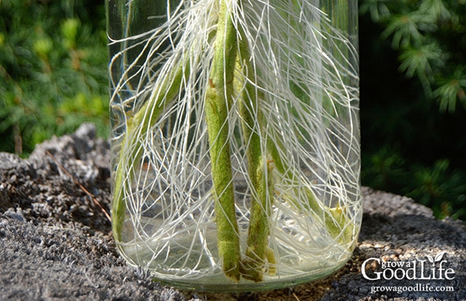 How to Overwinter Your Tomato Plants