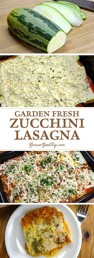 This delicious garden fresh zucchini lasagna is made with thin slices of zucchini instead of pasta noodles. This delicious garden fresh zucchini lasagna is made with thin slices of zucchini instead of pasta noodles.