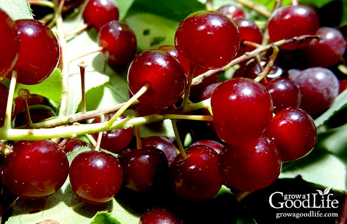 close up photo of freshly harvested chokecherries