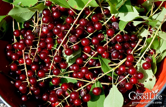 bunches of chokecherries in a basket