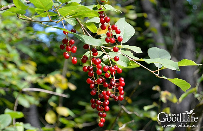 Chokecherry fruit on the tree