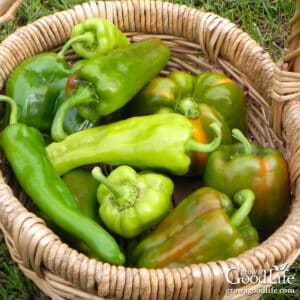 Harvest basket filled with colorful bell peppers and hot peppers freshly picked from the garden.