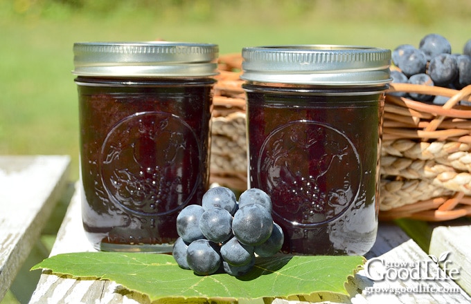 jars of grape jelly on a white table