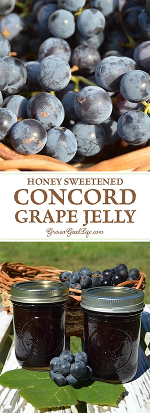 Make and preserve your own homemade Concord grape jelly! Concord grapes have a slightly tart, musky flavor but can be transformed into a delicious grape jelly with a little sweetening. This old-time favorite is sweetened with honey in this recipe. Make and preserve your own homemade Concord grape jelly! Concord grapes have a slightly tart, musky flavor but can be transformed into a delicious grape jelly with a little sweetening. This old-time favorite is sweetened with honey in this recipe.