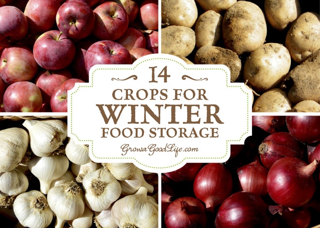 Take advantage of your local farmers’ markets and farm stands in the fall and stock up on these locally grown crops for your winter food storage. If you have an area in your basement, crawlspace, or garage that stays cool all winter long, you can make use of these cold spots to keep storage crops fresh well into winter.