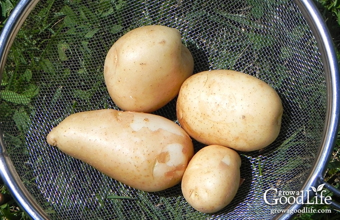 What could be more satisfying than the flavor of freshly dug potatoes lifted straight from your own garden? Learn how to grow potatoes using the traditional trench and hill method.