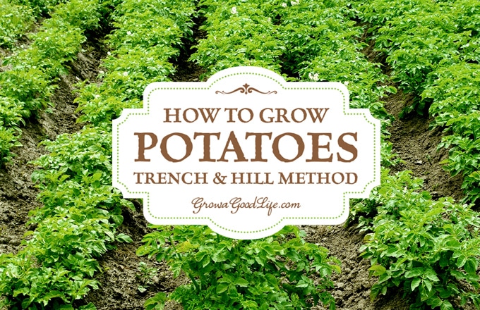 Growing potatoes using trench and hill method involves digging trenches, planting seed potatoes, and hilling the potato plants as they grow. This is the traditional method of growing potatoes that farmers have used for centuries only scaled down for the backyard garden.