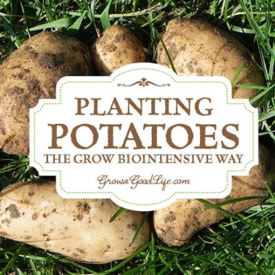 Planting potatoes the Grow Biointensive way involves double-dug beds, feeding the soil with compost, and planting closely to conserve spacing and create a microclimate.