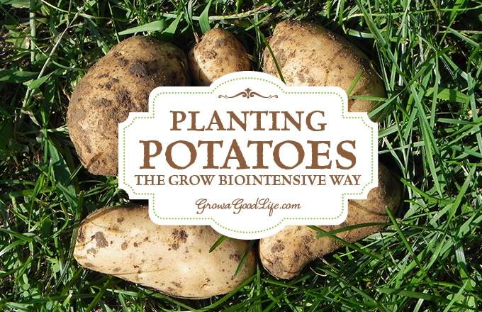 Planting Potatoes the Grow Biointensive Way
