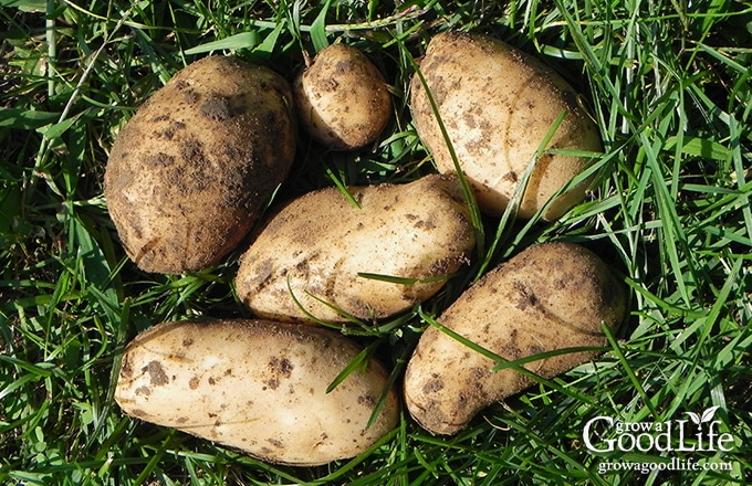 Planting potatoes the Grow Biointensive way involves double-dug beds, feeding the soil with compost, and planting closely to conserve spacing and create a microclimate.