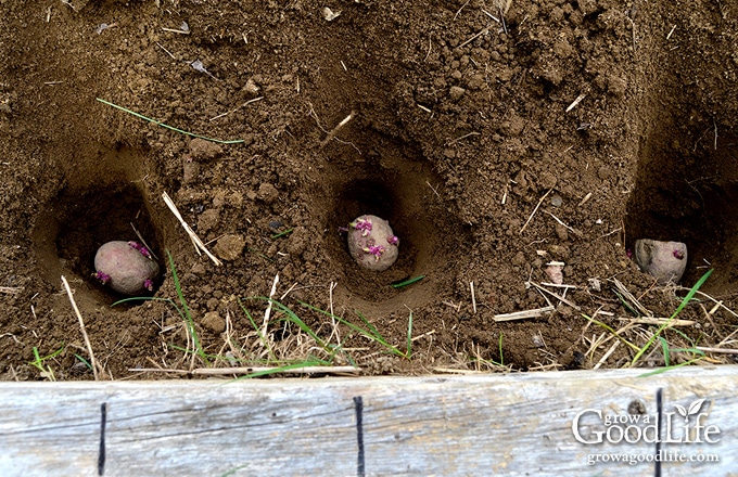 Planting potatoes the Grow Biointensive way involves double-dug beds, feeding the soil with compost, and planting closely to conserve spacing and create a microclimate.