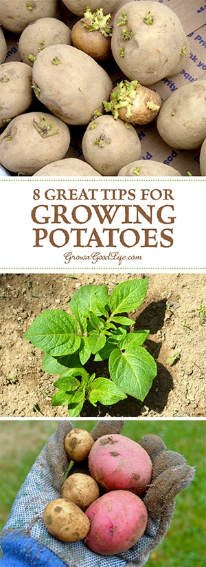 Have you tried growing potatoes in your garden? Growing potatoes is fun and not that difficult! You can grow unique varieties not found in supermarkets.