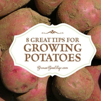 8 Great Tips for Growing Potatoes