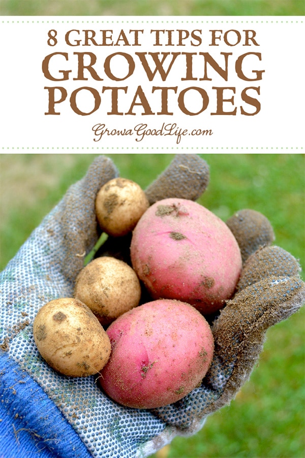 There’s nothing like the flavor of freshly dug potatoes and the knowledge that they were grown in a pesticide-free environment in your own backyard garden. Here are 8 great tips for growing potatoes in your vegetable garden.