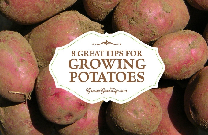 How to Grow Lots of Potatoes: Best Secrets Revealed - A Piece Of Rainbow