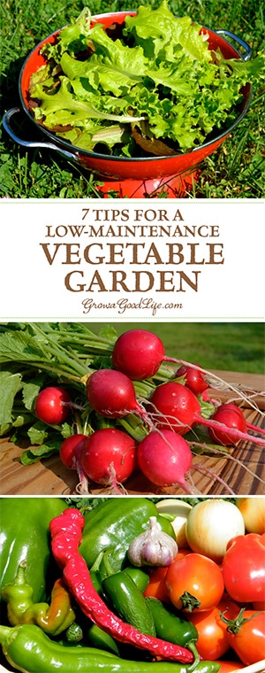 Do you want to grow your own food, but worry that you don't have time to tend to a garden? These tips will help you plan a low-maintenance vegetable garden that will reward you with fresh food throughout the garden season. Do you want to grow your own food, but worry that you don't have time to tend to a garden? These tips will help you plan a low-maintenance vegetable garden that will reward you with fresh food throughout the garden season.