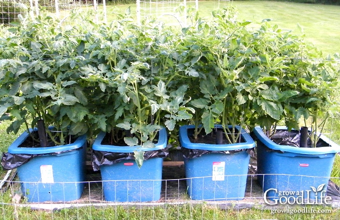 TRG 2012: 2 of 2: Filling & Planting the Self Wicking Tomato Watering  Container 