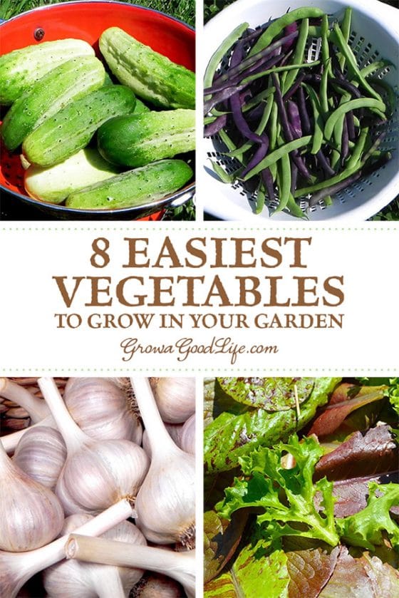 8 Easiest Vegetables to Grow in Your Garden