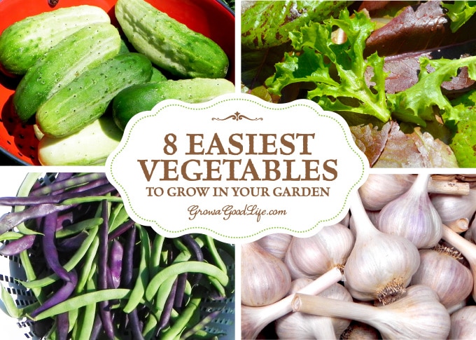 8 Easiest Vegetables To Grow In Your Garden