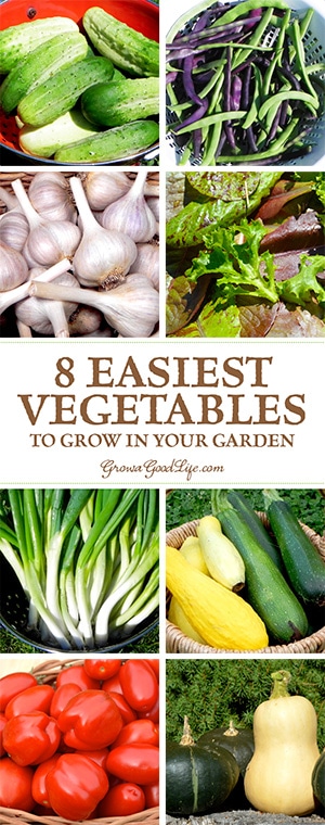 Do you want to grow and preserve your own vegetables, but worry that you won't have the time to tend to your garden? No problem! There are plenty of vegetables that won't take a lot of effort to grow. Do you want to grow and preserve your own vegetables, but worry that you won't have the time to tend to your garden? No problem! There are plenty of vegetables that won't take a lot of effort to grow.