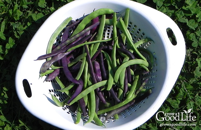 Close up of a basket of freshly harvested green and purple string beans.