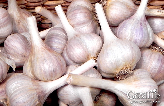garlic in a basket for storing
