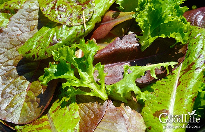 Whether you are new at gardening or are pressed for time and just want to grow a vegetable garden with the least amount of effort, these are some of the easiest vegetables to grow.