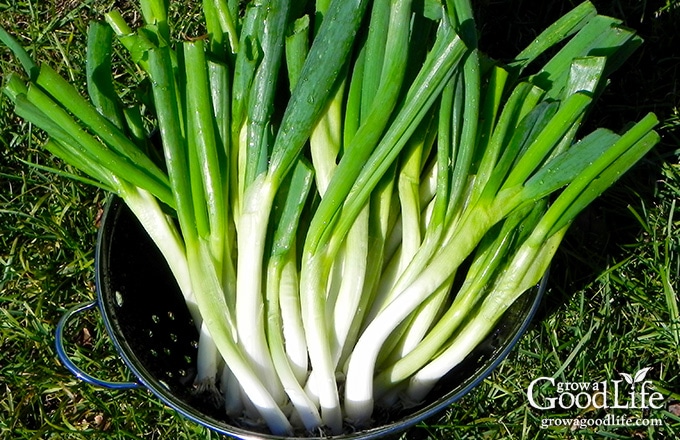 Whether you are new at gardening or are pressed for time and just want to grow a vegetable garden with the least amount of effort, these are some of the easiest vegetables to grow.