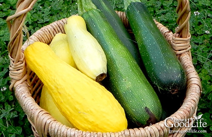 basket of zucchini and yellow summer squash