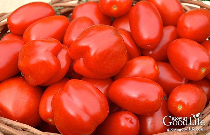 Red ripe tomatoes in a basket