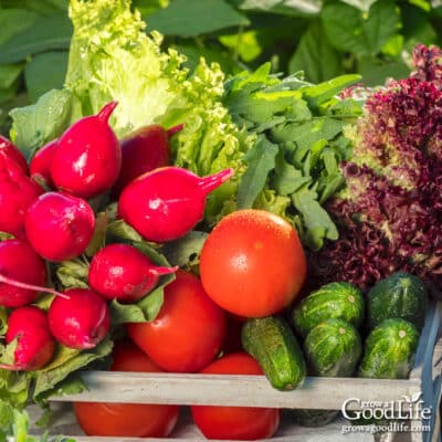 12 Easiest Vegetables to Grow in Your Garden