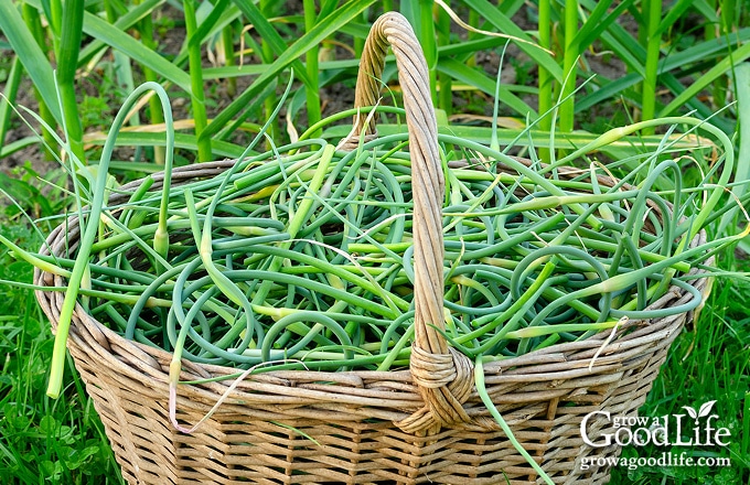 harvest basket of garlic scapes in the garden