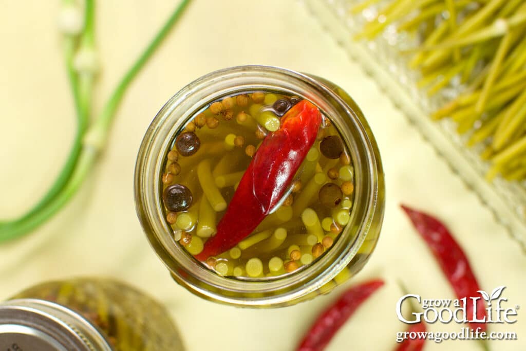 Overhead view of garlic scapes packed in a jar with pickling spice, a dried red chili pepper, and covered with vinegar brine.
