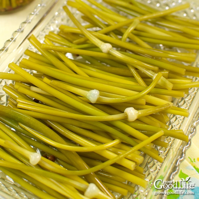 garlic scapes on a glass serving tray