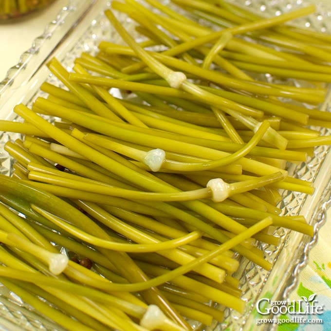 Pickled Garlic Scapes Recipe