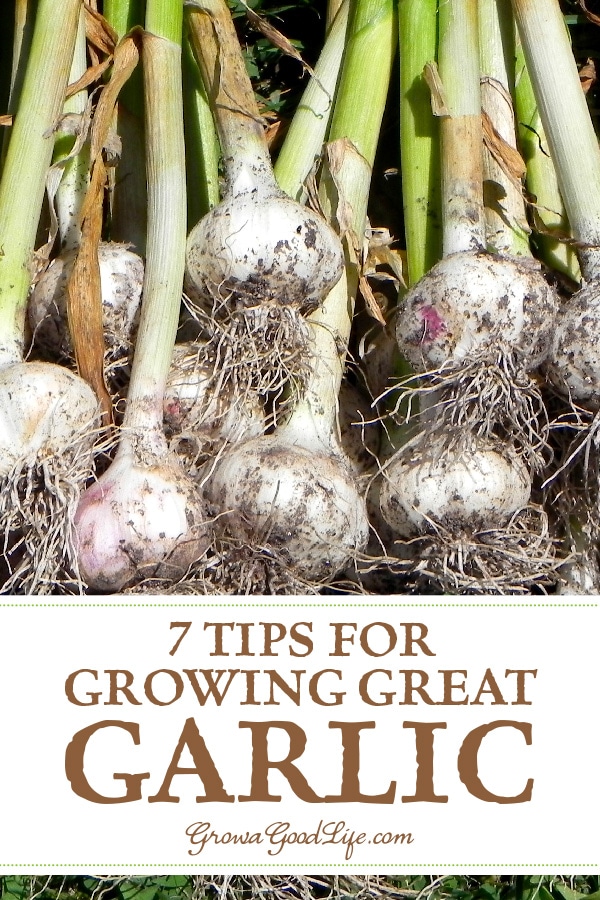 With a little planning at planting time, garlic is one of the most trouble-free crops you can grow in the garden. Here are some tips for growing garlic.