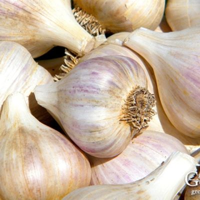 How to Grow Garlic: Tips for Growing Great Garlic