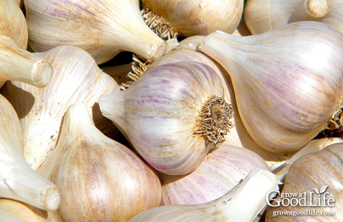 close up of garlic in a basket